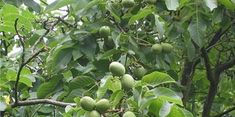 Prihrana oraha u jesen